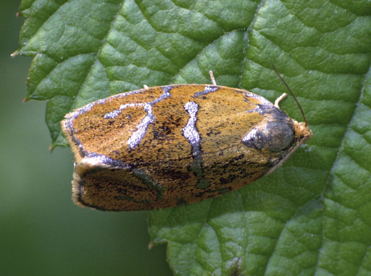 farfallina da identificare